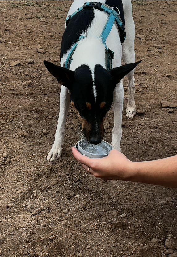 Correa 5 en 1 iPets®