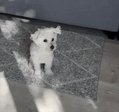 Anti-Ladridos iPets®